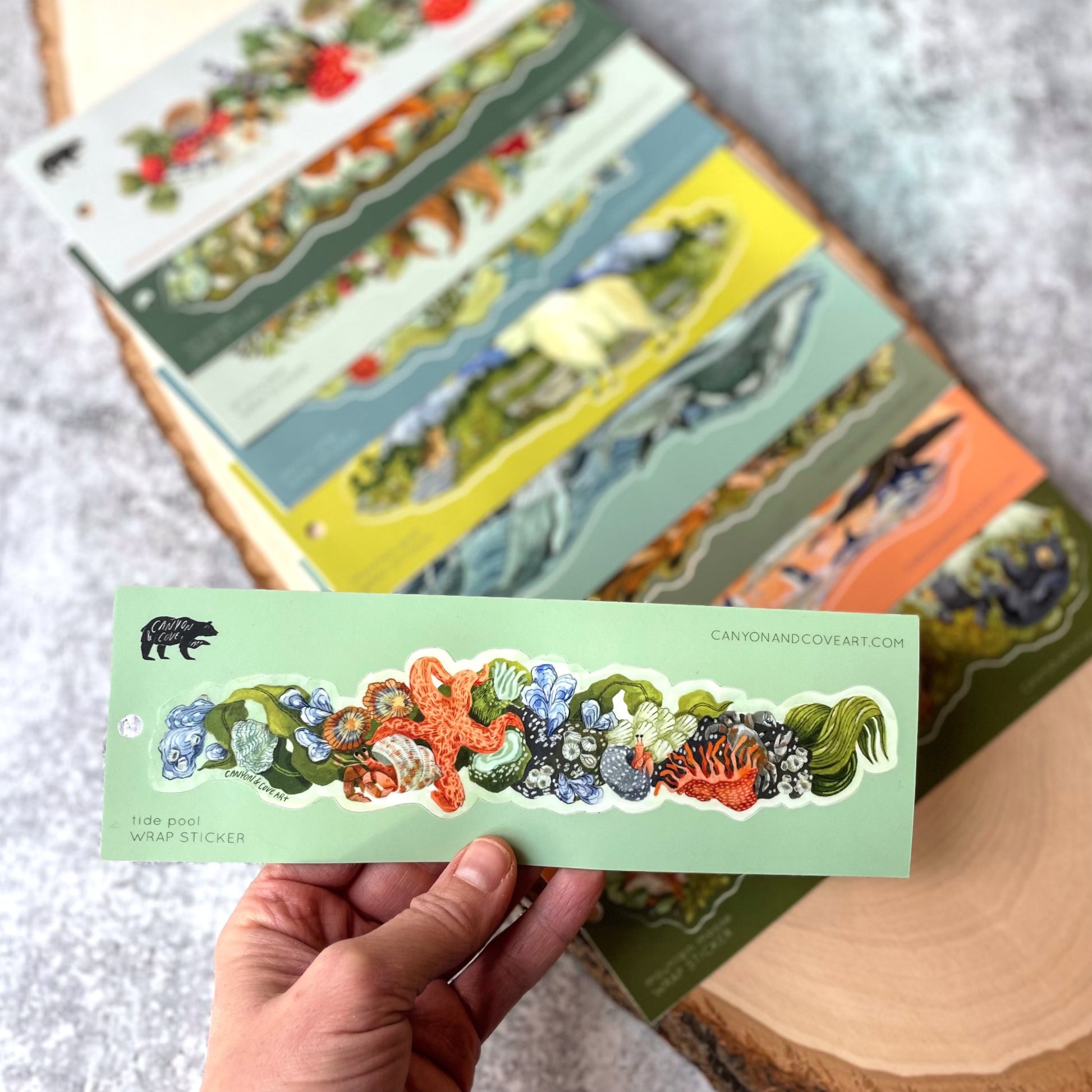 Tide Pool Wrap Sticker – Canyon & Cove Art