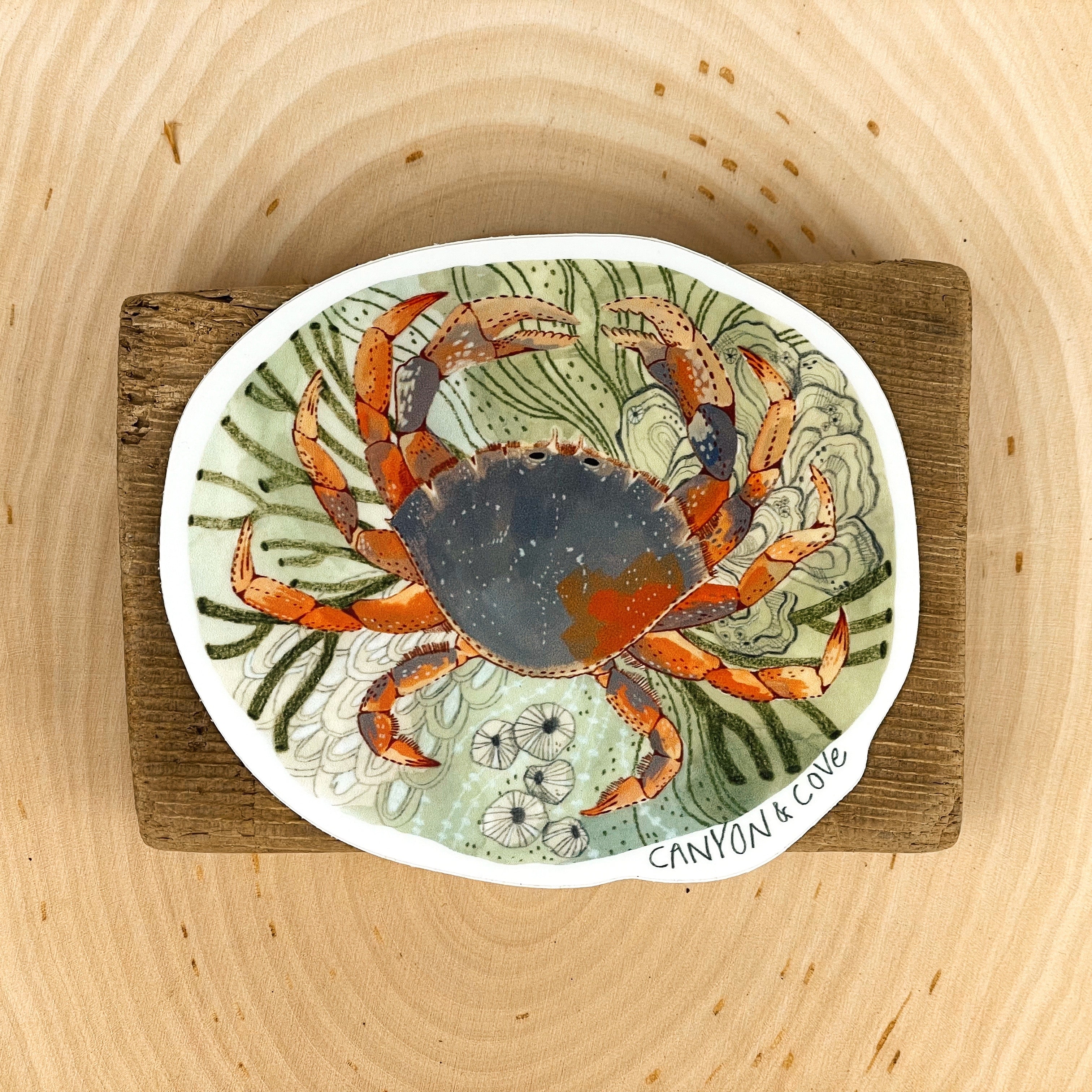 Tide Pool Crab Sticker