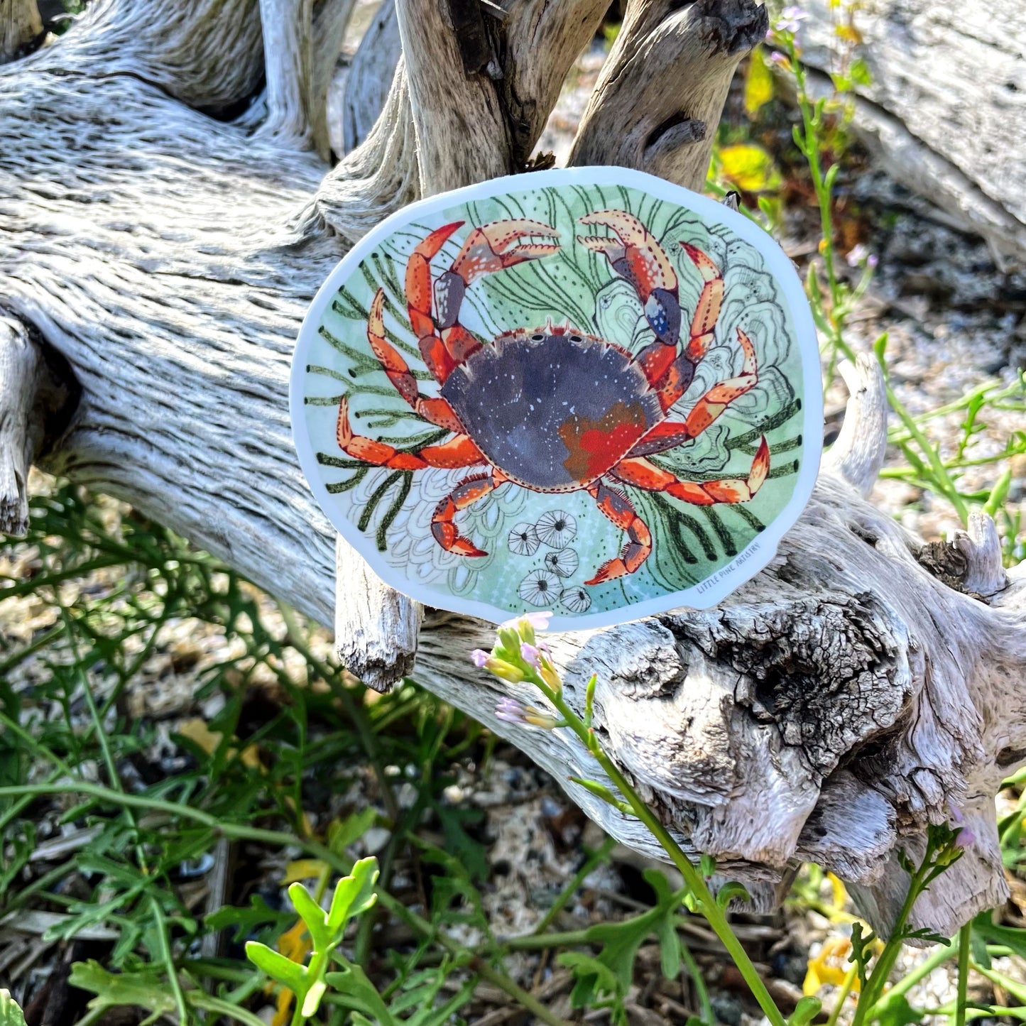 Tide Pool Crab Sticker