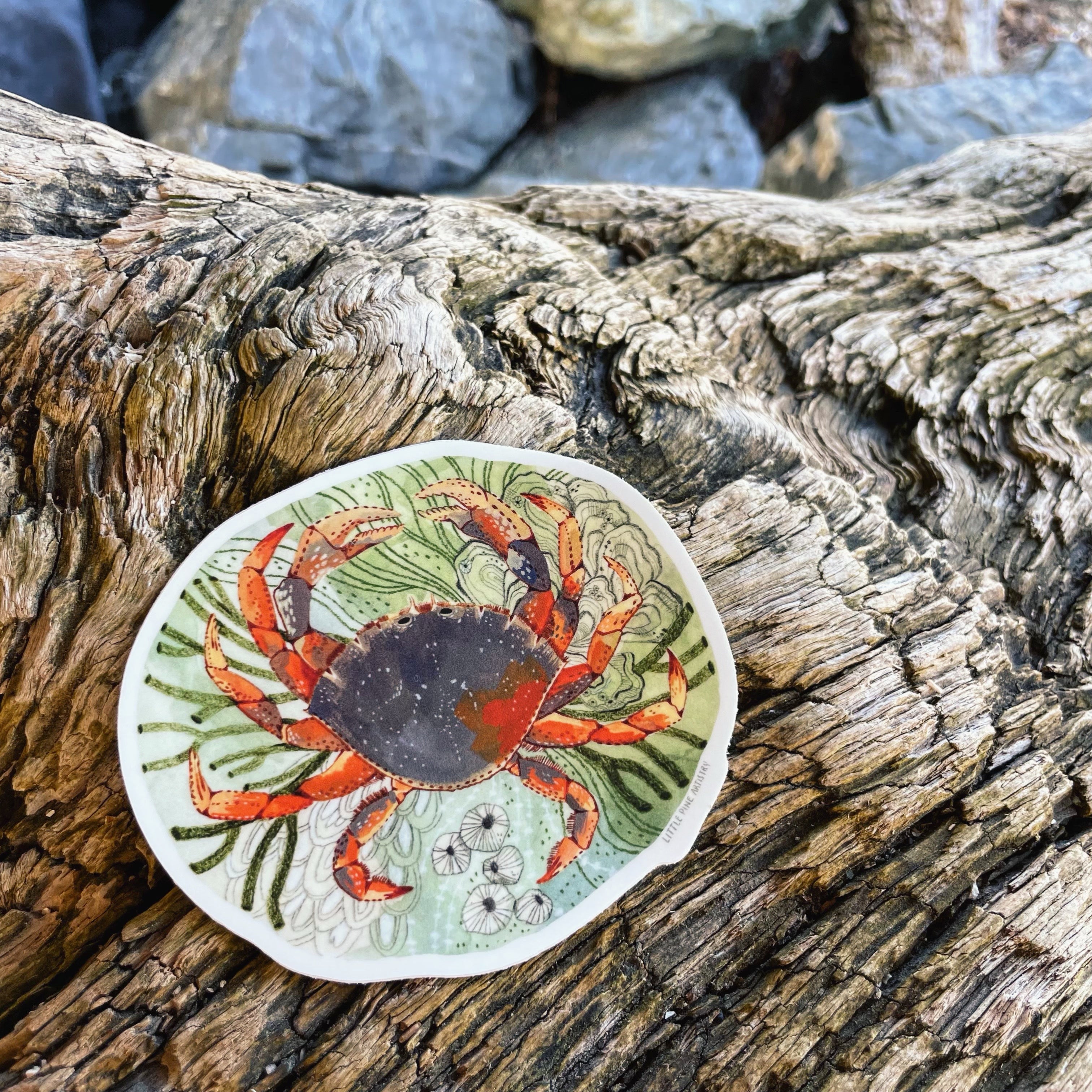 Tide Pool Crab Sticker