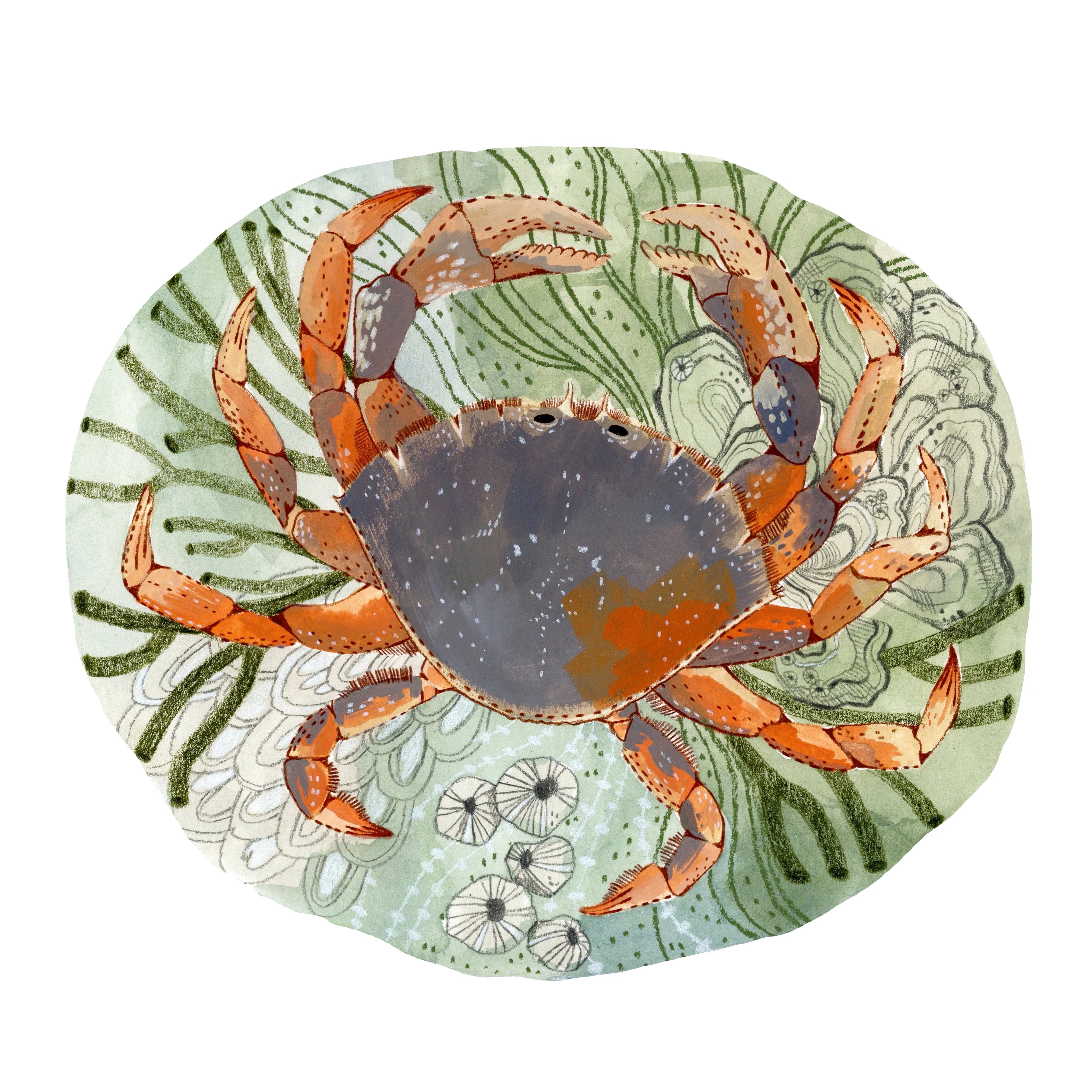 Tide Pool Crab Print